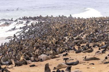 Namibya, Cape Cross 'taki kürk foku.