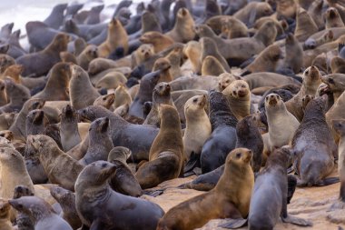 Namibya, Cape Cross 'taki kürk foku.