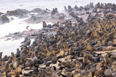 Namibya, Cape Cross 'taki kürk foku.