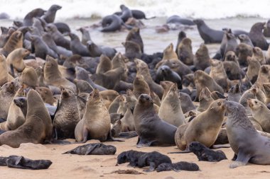 Namibya, Cape Cross 'taki kürk foku.