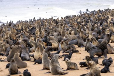 Namibya, Cape Cross 'taki kürk foku.