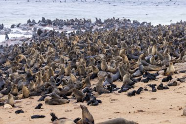 Namibya, Cape Cross 'taki kürk foku.