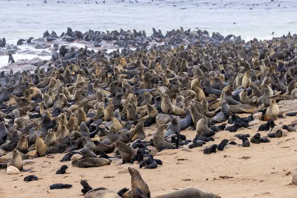 Namibya, Cape Cross 'taki kürk foku.