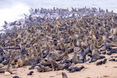 Namibya, Cape Cross 'taki kürk foku.