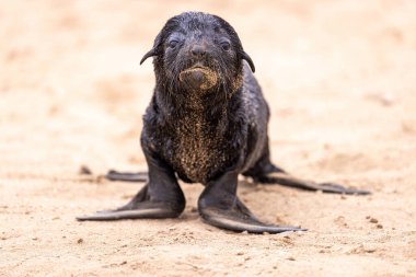 Namibya, Cape Cross 'taki kürk foku.