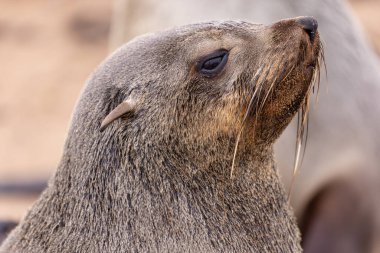 Namibya, Cape Cross 'taki kürk foku.