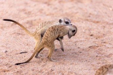 Meerkat Kgalagadi Sınırötesi Park