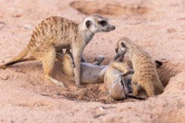Meerkat Kgalagadi Sınırötesi Park