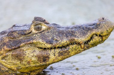 Kayman yatları Brezilya 'da