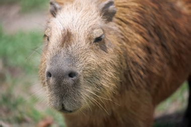 Pantanal Brezilya 'da Capybara 24