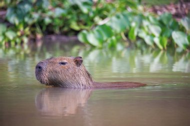 Pantanal Ulusal Parkı 'nda Capybara
