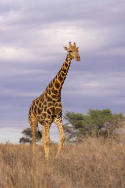 58. parktaki Kgalagadi sınır ötesi zürafalar