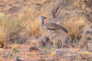Kgalagadi sınır ötesi parkında Kori bustard