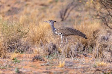 Kgalagadi sınır ötesi parkında Kori bustard