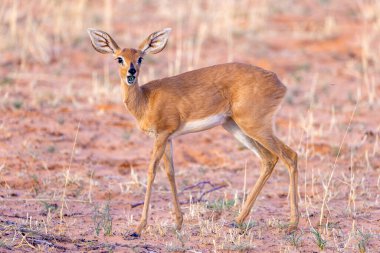 Steenbok Kgalagadi sınır ötesi parkında 