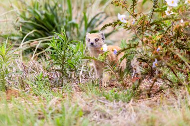 Kgalagadi sınır ötesi parkında sarı firavun faresi