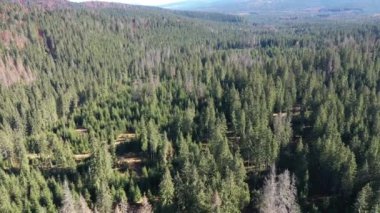 İnsansız hava aracıyla Evergreen Ormanı 'nın havadan görüntüsü. Çam ağaçlarının tepesinde uçuyor
