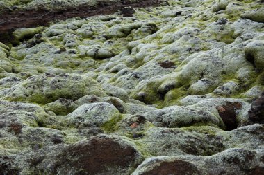 Moss, bulutlu bir günde lav tarlasını kapladı. Eldhraun, İzlanda