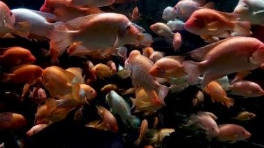Amphilophus citrinellus cichlid, Kosta Rika, San Juan nehrinde endemik balıklar.