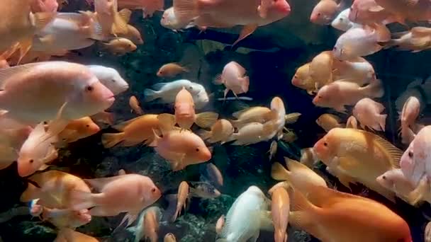 Рыбы Hilophus Citrinellus Cichlid Реке Сан Хуан Коста Рика — стоковое видео