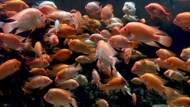 Amphilophus Citrinellus Cichlid Endemic Fishes San Juan River Costa Rica — Stockvideo