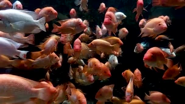 코스타리카 강에서 파충류 Amphilophus Citrinellus Cichlid Emic Fish — 비디오