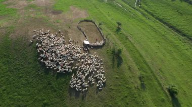 Koyun ağılının üzerinden uçuyor. Hava otlağı drone görüntüsü
