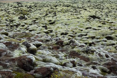 Moss, bulutlu bir günde lav tarlasını kapladı. Eldhraun, İzlanda