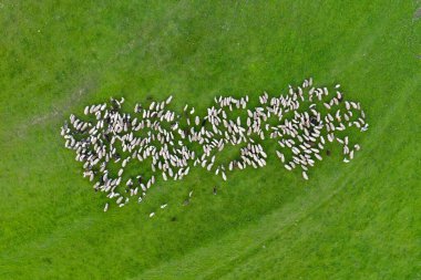Yeşil çayırlarda otlayan koyun sürüsünün hava aracı görüntüsü 