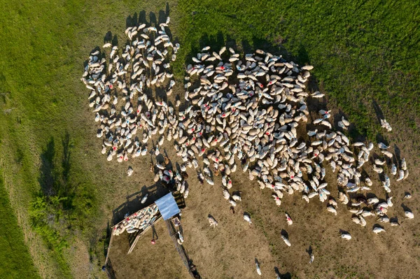 Εναέρια Drone Άποψη Του Κοπαδιού Των Προβάτων Βόσκηση Στο Πράσινο — Φωτογραφία Αρχείου