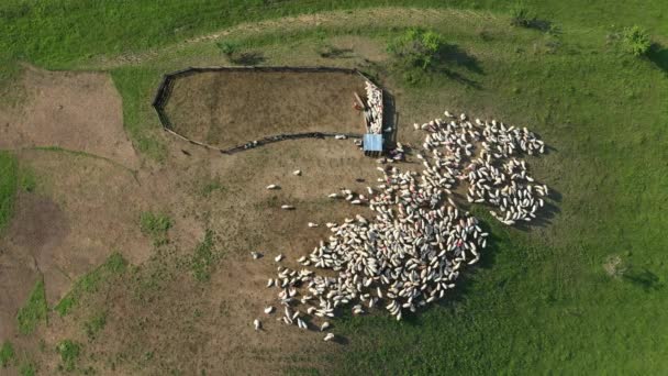 从空中俯瞰一个羊圈 春牧场农场动物 — 图库视频影像