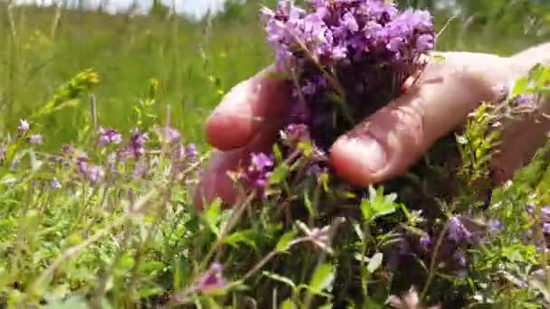 Közelkép Egy Kéz Szedés Kakukkfű Virágok Levelek Betakarítási Idő — Stock videók
