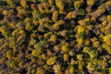Sonbaharda insansız hava aracı ile orman tepe örtüsü manzarası