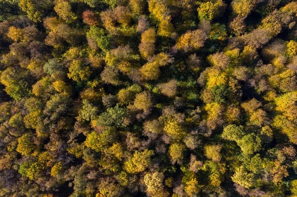 Aerial View Forest Canopy Autumn Drone — Stock Photo, Image