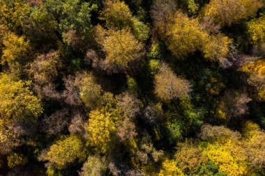 Sonbaharda insansız hava aracı ile orman tepe örtüsü manzarası