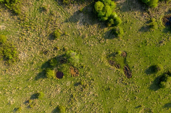 Vista Aerea Pascolo Verde Con Piccoli Laghetti Naturali Bufali Animali — Foto Stock