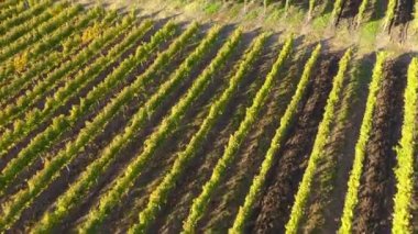 İnsansız hava aracıyla Avrupa 'daki bir üzüm bağının havadan görünüşü