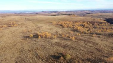 Aerial view of yellow birch tree forest in the autumn