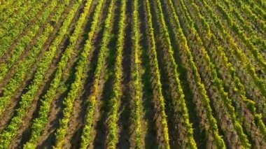 İnsansız hava aracıyla Avrupa 'daki bir üzüm bağının havadan görünüşü