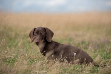 Çimenlerde oynayan sevimli dachshund köpeği.