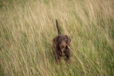 Çimenlerde oynayan sevimli dachshund köpeği.