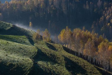 Dağlarda sonbahar manzarası. Renkli orman. Transilvanya, Romanya