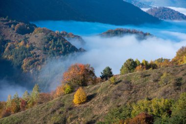 Güneşli bir sonbahar gününde dağlarda sabah sisi. Renkli sonbahar ormanı