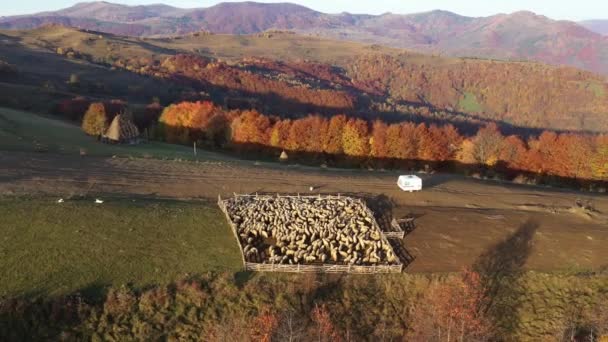 Dağlarda Koyun Sürüsü Olan Bir Koyun Ağılının Havadan Görünüşü Sonbaharda — Stok video