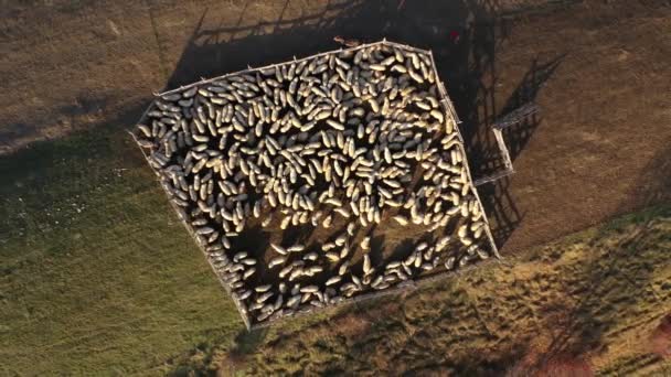 Luftaufnahme Eines Schafstalls Mit Schafherde Den Bergen Ackerland Herbst Drohne — Stockvideo