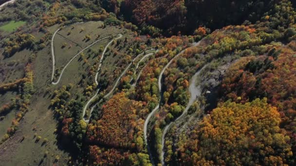 田舎の蛇道の上を飛行し 秋の森の車で木の黄色い頂上を走行する 空中ドローンビュー — ストック動画