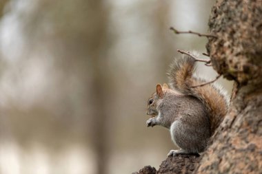 ormandaki gri sincabı