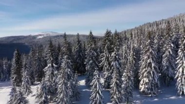 Dağlardaki karla kaplı çam ormanlarının zirvesi insansız hava aracı ile havalandı.