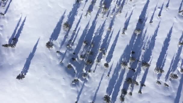 Летающие Над Снегом Вечнозеленые Леса Горах Воздушный Беспилотник Видом Ели — стоковое видео