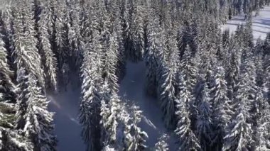 Çam ağaçlarının tepesinde uçuyordu. Kış havası 4k drone görüntüsü kar her yeri kaplamıştı